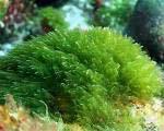 As algas A maioria das algas são microscópicas. Algumas são macroscópicas. Algas marinhas podem atingir mais de 30 m.