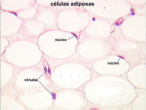 TIPOS DE TECIDOS