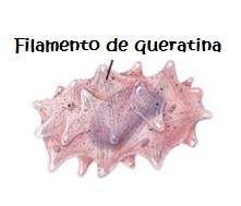 CÉLULAS TÍPICAS DA EPIDERME Queratinócitos