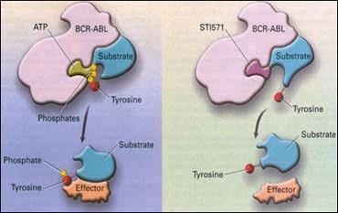 apresentavam reações severas e resistência ao tratamento com INF-α após alguns meses de uso (VERRASTRO; LORENZI; NETO, 2005).