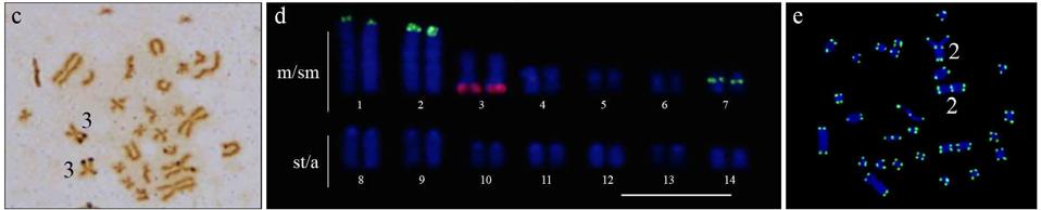 24 Resultados e Discussão constituído por nove cromossomos m/sm e 22 cromossomos st/a (Figura 3a), enquanto os exemplares fêmeas possuem cariótipo com 8 cromossomos m/sm e 24 st/a (Figura 4a).