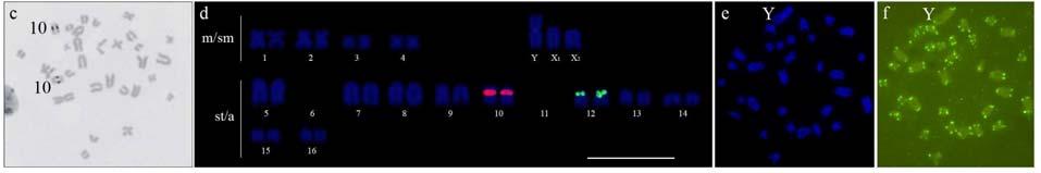25 Resultados e Discussão relação ao número de cromossomos metacêntricos/submetacêntricos, quando comparados aos cromossomos subtelocêntricos/acrocêntricos, pois espécies/citótipos com menor número