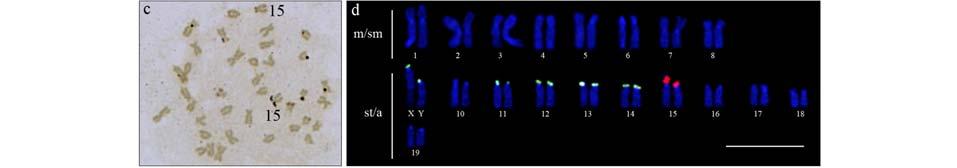 30 Resultados e Discussão inicialmente, a sonda utilizada para a localização do DNAr 5S nos cromossomos de Eigenmannia foi obtida a partir do DNA genômico de Characidium cf. zebra.