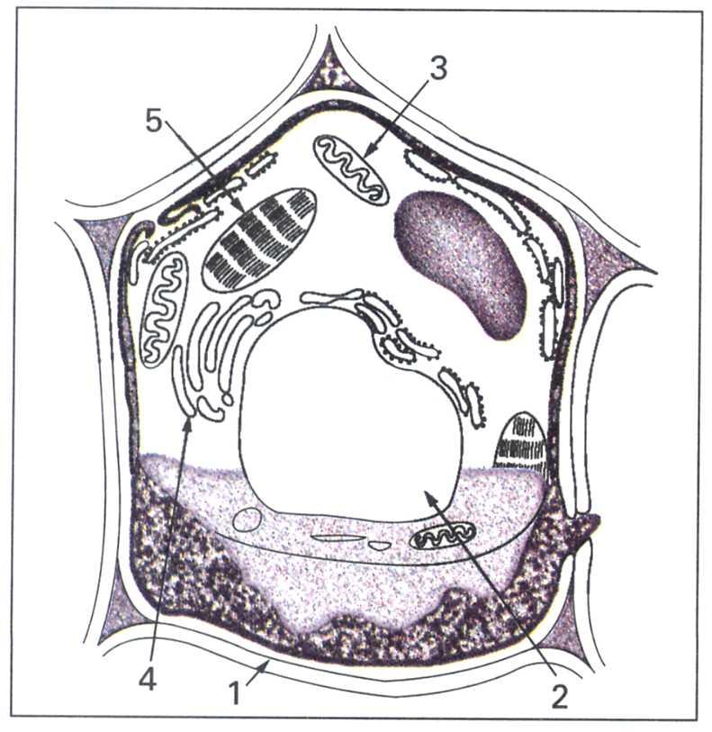 Com relação à figura, é correto afirmar que: 01. ela representa uma célula de um heterótrofo. 02. ela representa uma célula vegetal. 04.