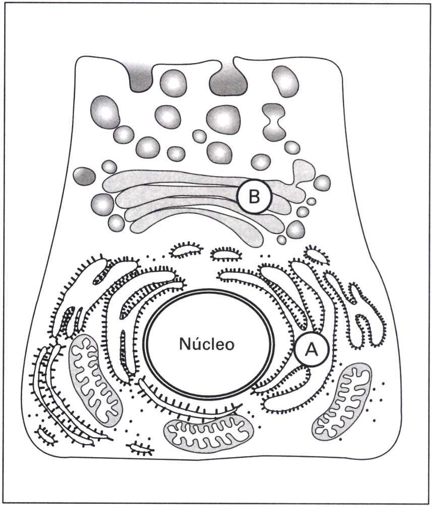 3) (Fuvest-SP) O esquema representa uma célula secretora de enzimas em que duas estruturas citoplasmáticas estão indicadas por letras (A e B).