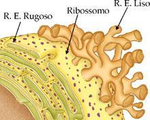 Organelas celulares Retículo endoplasmático rugoso É formado por uma estrutura