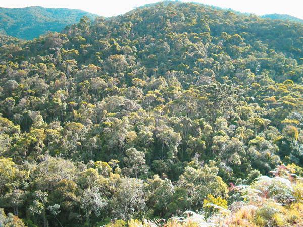 Perenifólia: espécie vegetal que mantém a folhagem todo