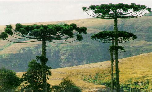 A principal espécie é o pinheiro-do-paraná, a Araucaria É É uma uma vegetação formação angustifolia, remanescente, que além dizem dele ser ocorrem dita homogênea como a ervamate,