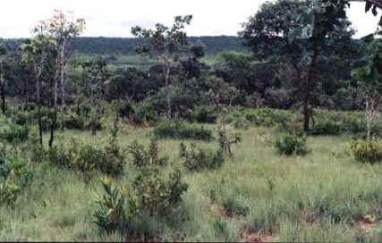 O Cerrado Rupestre é um subtipo de vegetação arbóreo-arbustiva que ocorre em ambientes rupestres (rochosos).
