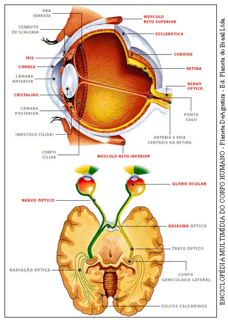 O Fenômeno Visual Anatomia da visão: Córnea