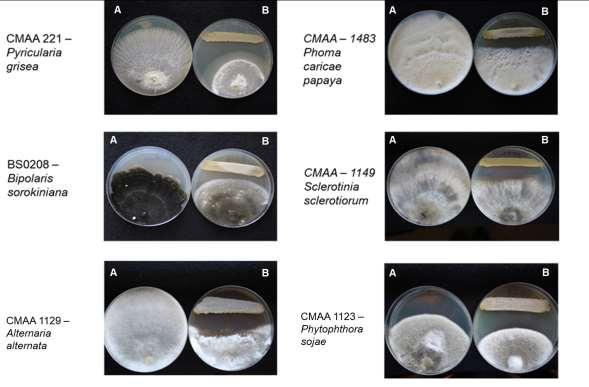 Figura 3. Teste de antagonismo direto da linhagem Streptomyces sp. contra linhagens fúngicas fitopatogênicas de trigo. (A) Linhagem de fitopatógeno; (B) Linhagem Streptomyces sp. CMAA 1647. 3.2 Atividade antifúngica dos metabólitos secundários produzidos por Streptomyces sp.