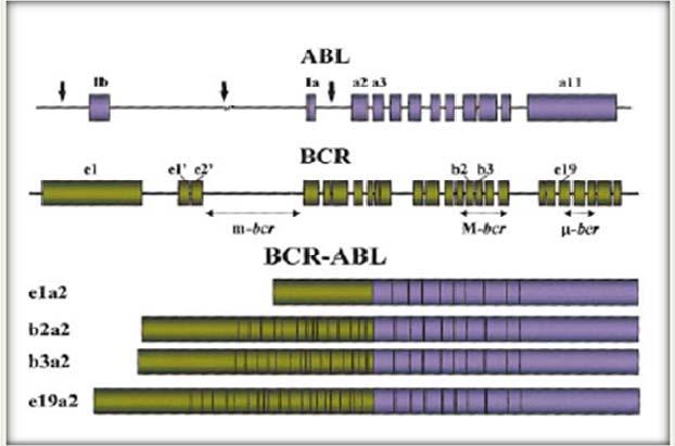 20 Independente da localização exata do ponto de quebra ocorrida durante a translocação, observa-se a produção de uma molécula de mrna em que as sequências BCR se fundem ao ABL.