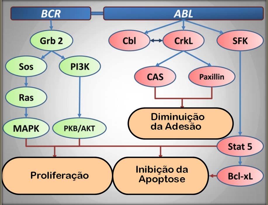 21 A via BCR-ABL pode ser dividida em três partes: proliferação/diferenciação, apoptose e adesão. Cada uma destas funções celulares é desempenhada por um grupo de proteínas diferentes.