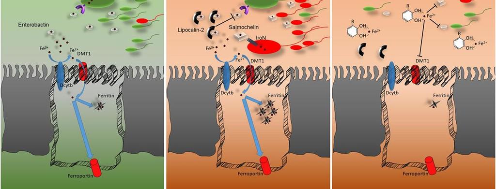 Minerais e Microbioma Os dados mostram que o selênio dietético afeta tanto a composição da microbiota intestinal quanto a colonização do trato gastrintestinal, que por sua vez, influenciam o status