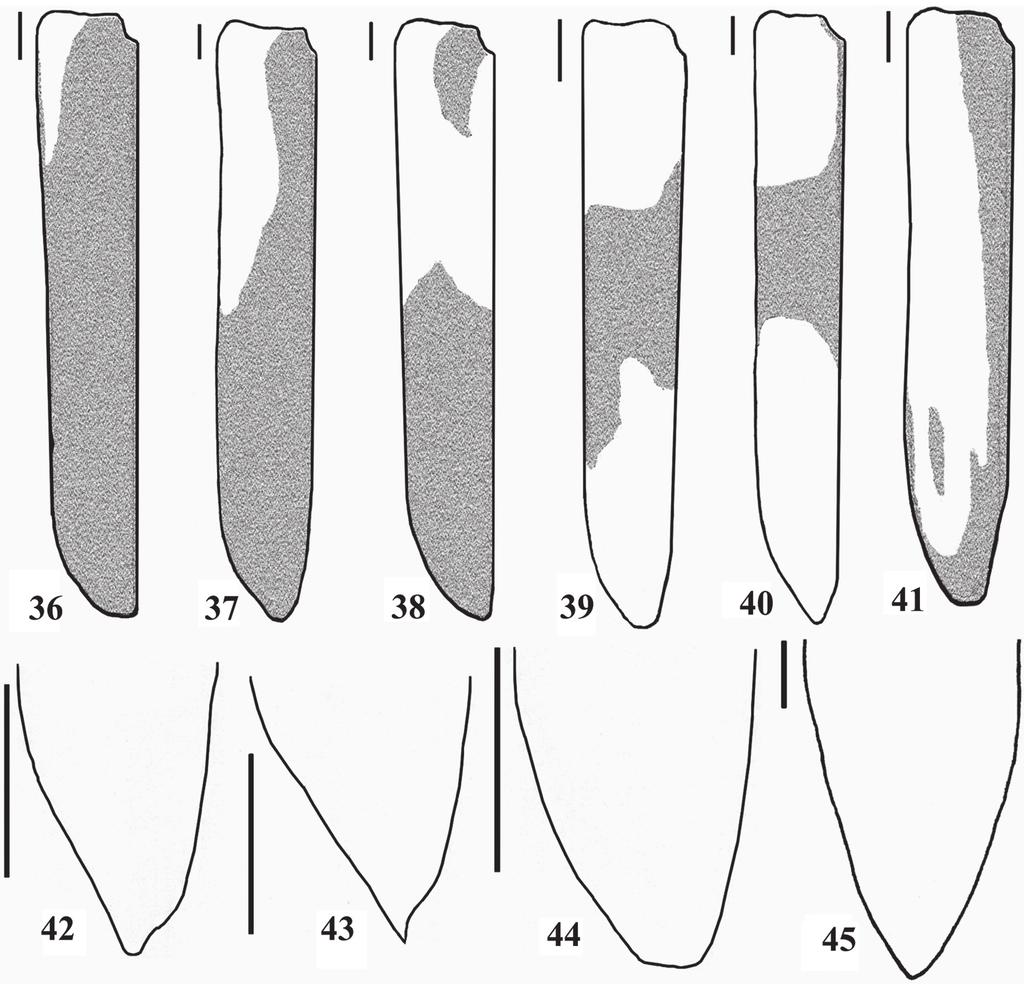 88 Hovore, F.T. & Santos-Silva, A.: Novas espécies de Cometes Cometes rileyi sp. nov. (Figs. 11, 24, 47) Etimologia: Homenagem a Edward G.