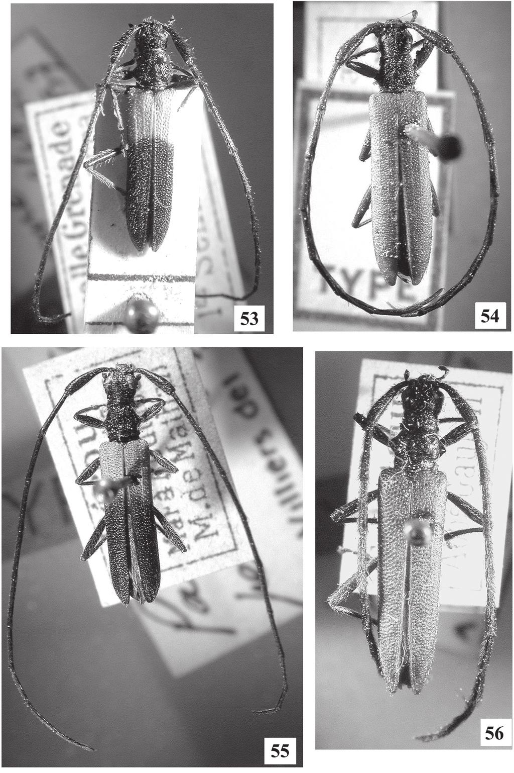 Pap. avuls Zool. 47(5), 2007 91 Figuras 53 56: Vista dorsal: 53, Cometes tumidicollis (Villiers, 1958), holótipo ; 54, C.