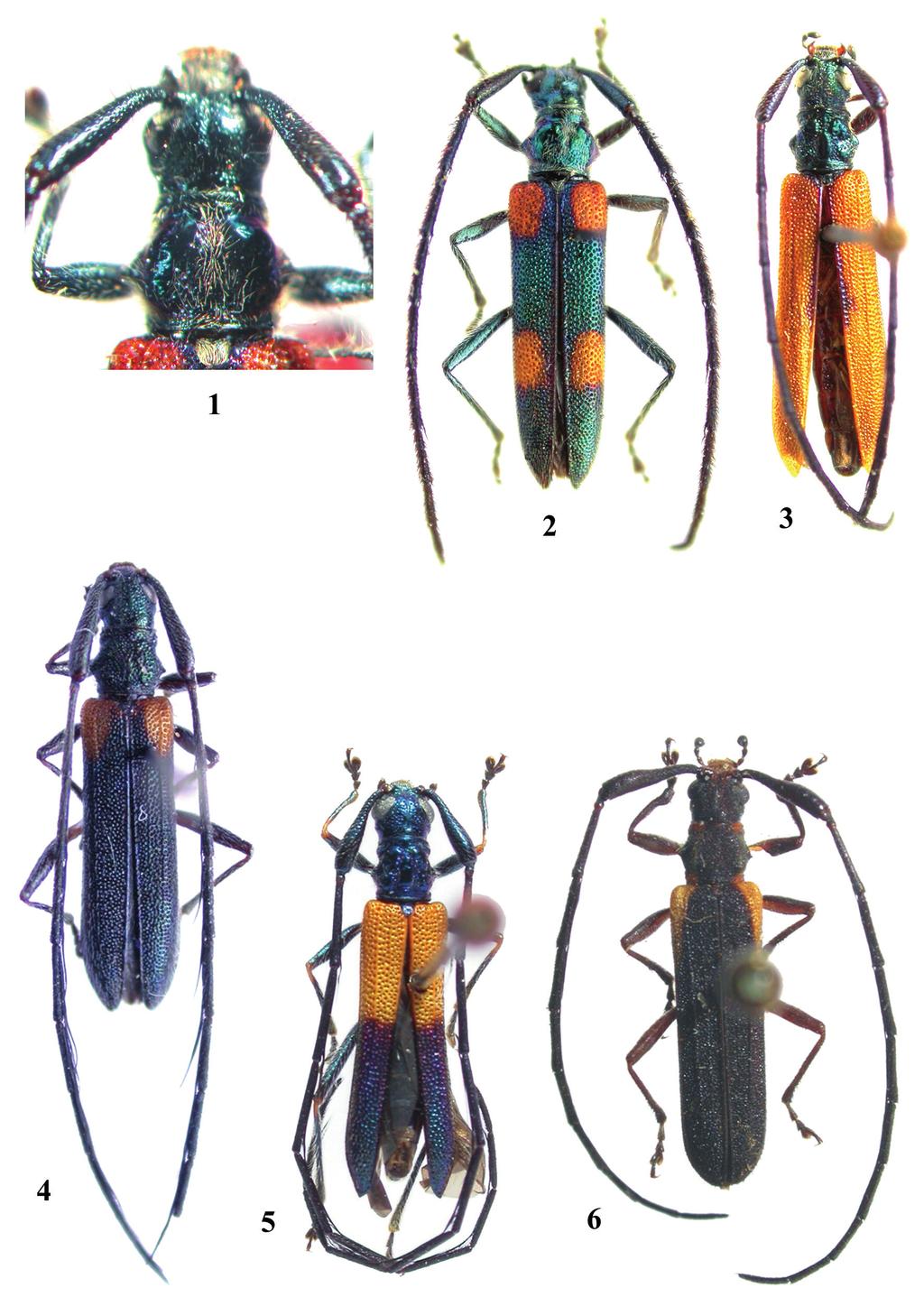 Pap. avuls Zool. 47(5), 2007 77 Figuras 1 6: 1, Cometes giesberti sp. nov., parátipo, cabeça e pronoto. Vista dorsal: 2, C. giesberti sp. nov., holótipo, 11,1 mm; 3, C.