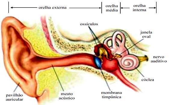 As ondas sonoras que atingem o pavilhão auricular formam ondas estacionárias no canal auditivo e fazem o tímpano vibrar com a mesma frequência.