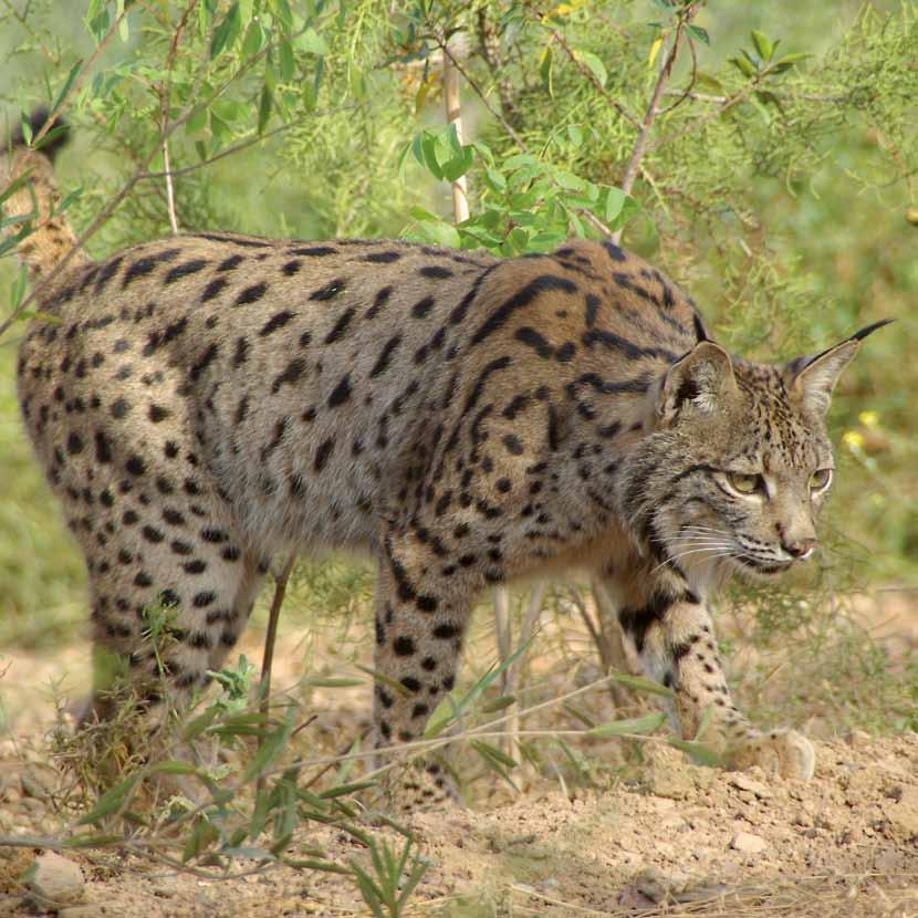 Lince-ibérico Lynx