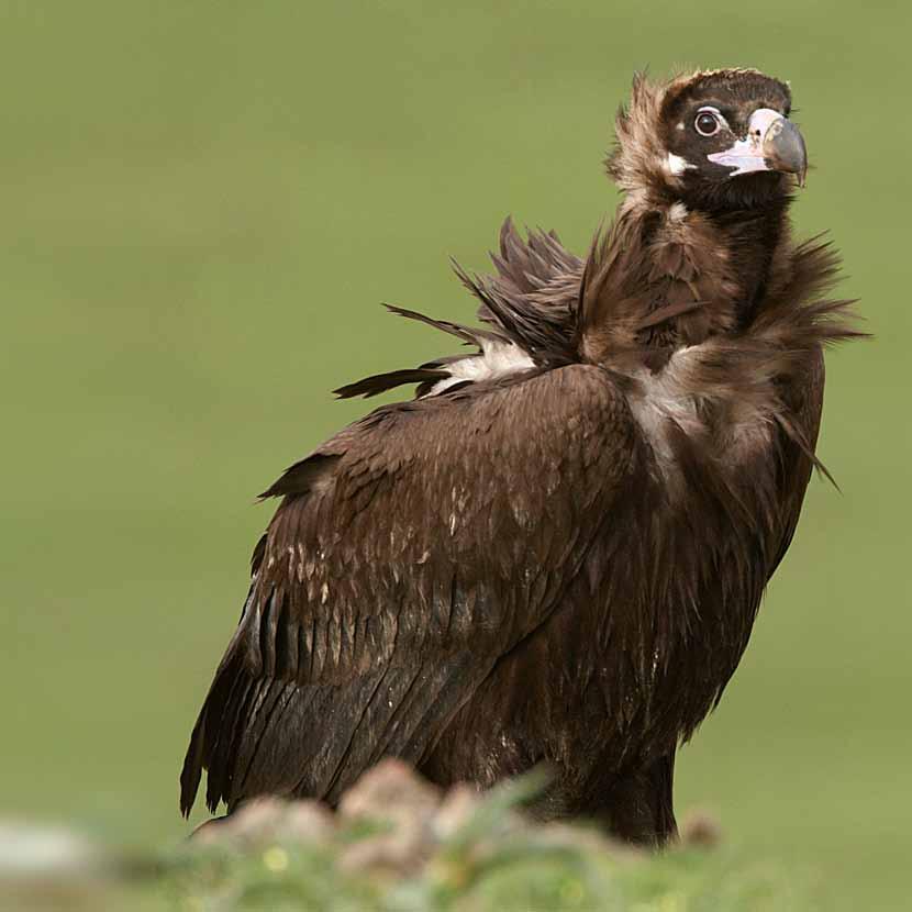 Abutre-preto O abutre-preto tem um período reprodutor longo que dura quase 9 meses por ano, começando em finais de Janeiro com a construção ou arranjo dos ninhos.
