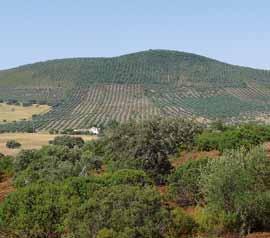 sendo a área envolvente composta sobretudo por olivais desprovidos de vegetação, menos adequados à presença e movimentação desta espécie.