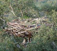 O abutre-preto nidifica quase sempre em árvores, sobretudo sobreiros, azinheiras e, por vezes, pinheiros.