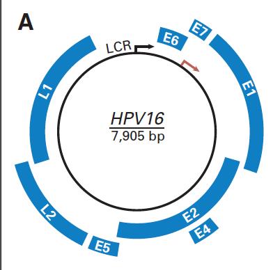 16 processos de transformação. Duas proteínas reguladoras E1 e E2 modulam a transcrição e replicação. Duas proteínas estruturais L1 e L2 compõem o capsídeo viral.