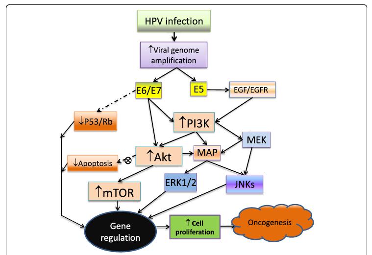 20 Figura 3: Efeitos das oncoproteínas do HPV nas proteínas p53, Rb e na via do mtor. Retirada de Zhang et al. (21) 2.