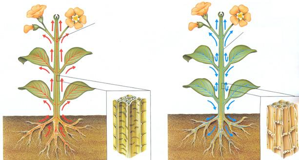 QUEST 39 (FUVEST Adaptada) O esquema a seguir mostra as estruturas de uma flor em corte longitudinal.