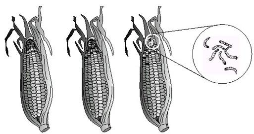 QUEST 4 (UFG Adaptada) ANALISE a figura a seguir: Ciências ELABORE duas explicações para presença de lagartas em espigas de milho.