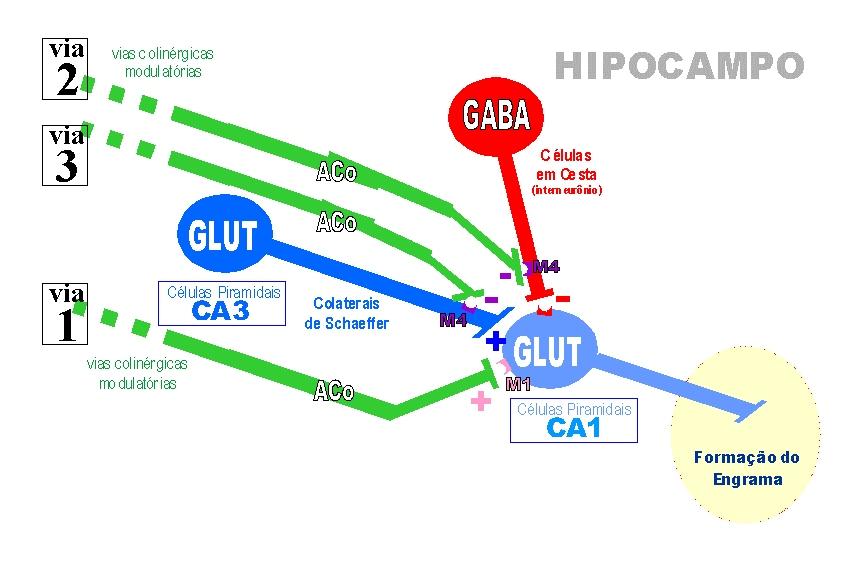 Figura 13 - Proposta da circuitaria de modulação colinérgica muscarínica na região hipocampal dorsal sugerida a partir da interpretação dos resultados obtidos com a infusão de fármacos no hipocampo