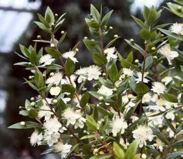 Revisão da Literatura 8 Dentre os produtos de origem vegetal, os polissacarídeos, como os extraídos da planta Myrtus communis, vem se destacando no uso em formulações cosméticas para os cuidados da