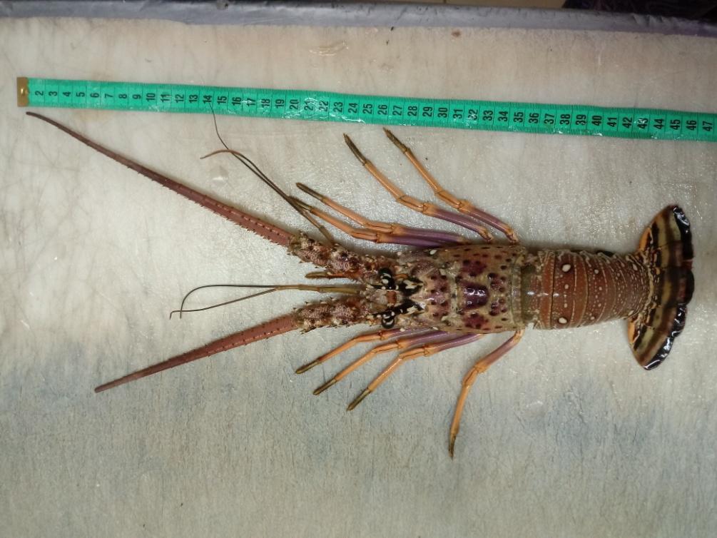 25 Figura 4 - Exemplar de lagosta vermelha (Panulirus argus) capturado na comunidade de Redonda. Fonte: a autora.