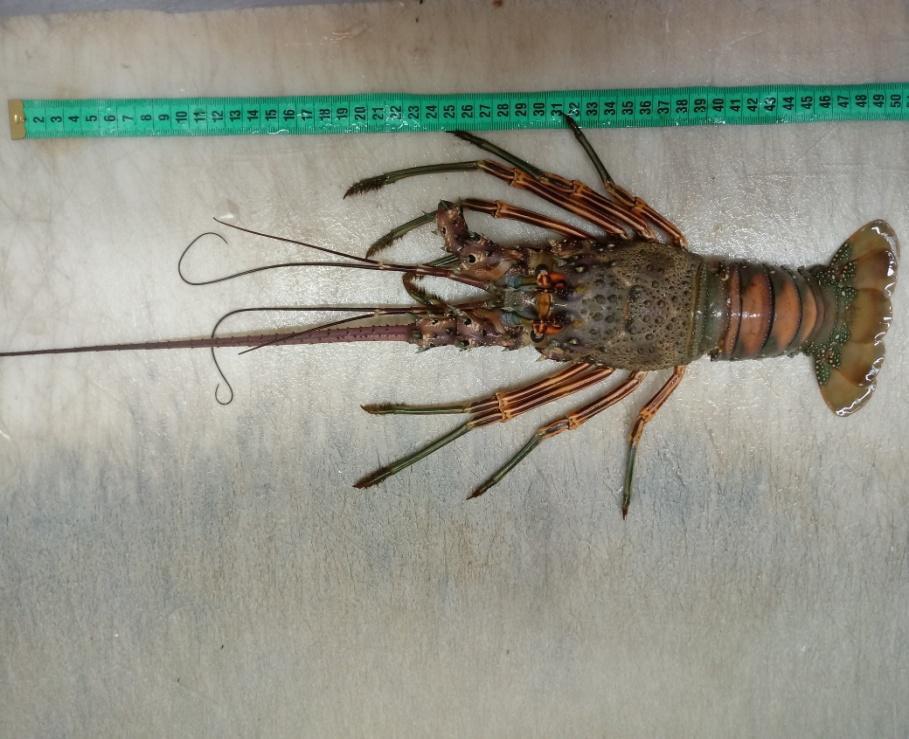 26 Figura 5 - Exemplar de lagosta verde (Panulirus laevicauda) capturado na comunidade de Redonda. Fonte: a autora.