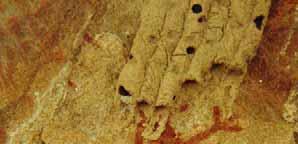 Fotografia 13 a partir de cromo fotográfico: Insetos edificadores sobre pintura antropomorfa Fonte: FUMDHAM (invertida) Acima do antropomorfo incompleto encontra-se uma figura completa (10 cm) que