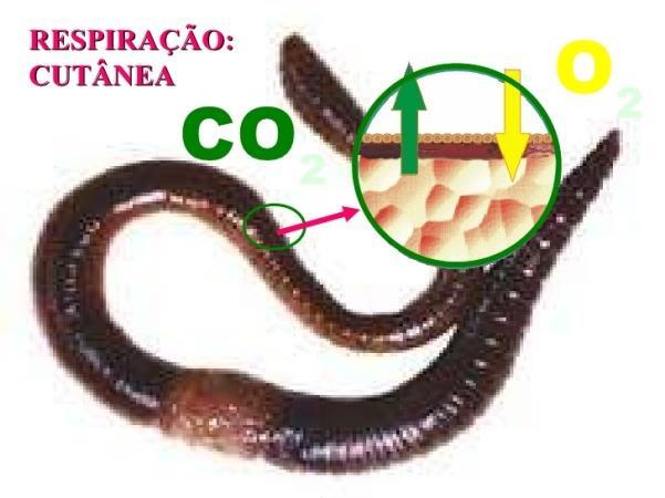 Obtenção do gás oxigênio Os animais terrestres têm diferentes formas de obter o gás oxigênio.