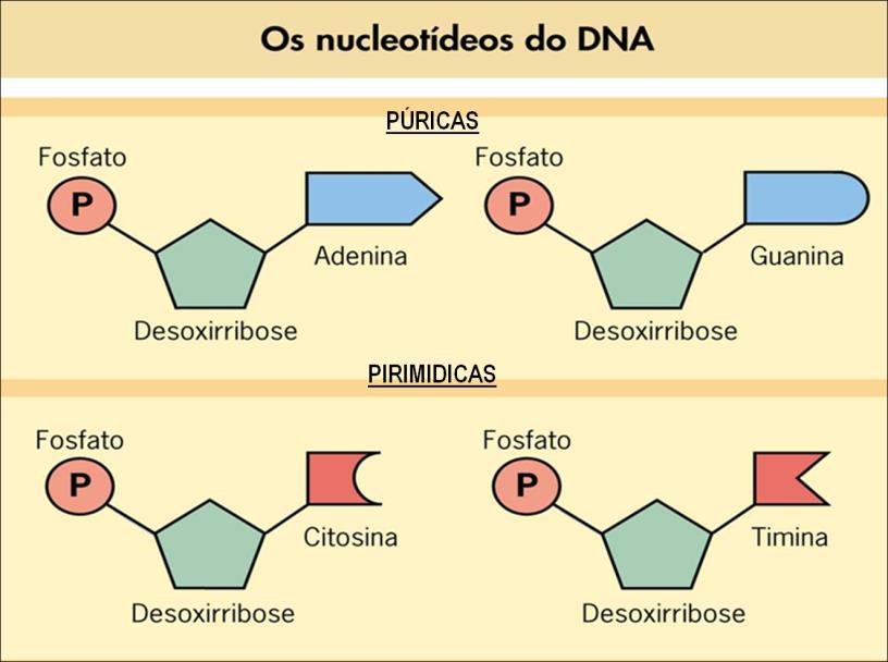 Existem 5 tipos de bases nitrogenadas: adenina, guanina, citosina, timina e uracila.