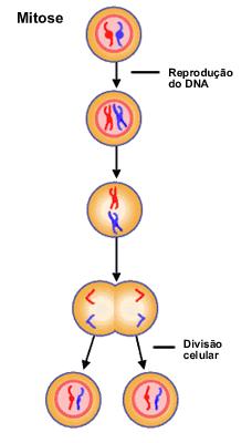 O processo de duplicação é muito rápido. Em bactérias, são incorporados cerca de 500 nucleotídeos por segundo. Em mamíferos 50 nucleotídeos p/s.