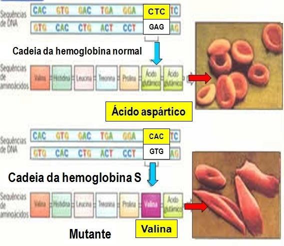 Pode também trazer sérias consequências como ocorre com a anemia faciforme