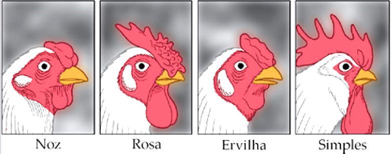 Forma da crista das galinhas Genes atuantes: R/r Genótipos Fenótipos Rree /