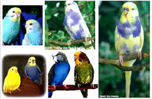Cor da plumagem dos periquitos Genes atuantes: Formação de melanina (cor azul) A produz a não produz B - produz Formação de