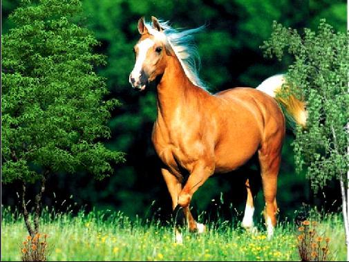Coloração dos pelos dos cavalos Genes atuantes: B Preto Cor da pigmentação b Marrom