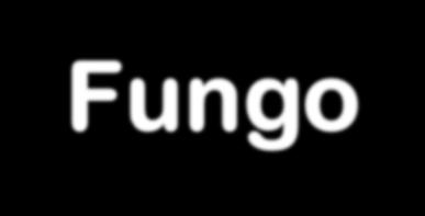 Fungo Infecções