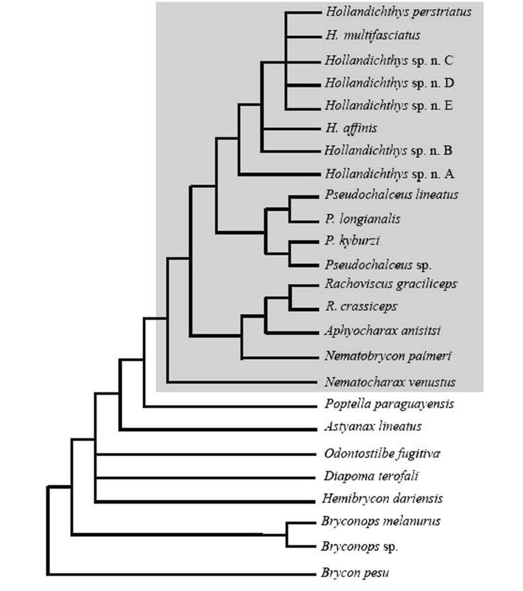 16 Figura 1 Árvore de consenso estrito de seis árvores mais igualmente parcimoniosas mostrando a inter-relação entre as espécies do gênero Hollandichthys e taxa relacionados, obtidas a partir da