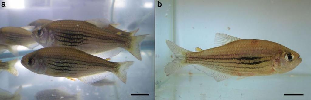 62 Figura 1A Hollandichthys multifasciatus coletados em