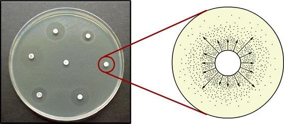 Além de orientar a escolha da terapia antimicrobiana mais adequada, o TSA representa uma importante ferramenta no monitoramento da evolução da resistência bacteriana e age também como um método