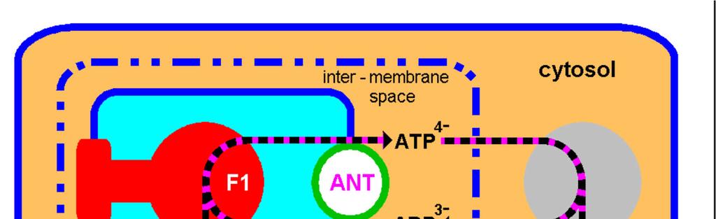 ATP sai da mitocôndria