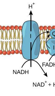 COMPLEXO I denominado NADH-coenzima Q redutase Contém várias proteínas (10 a 40) Primeira porta de entrada de elétrons na cadeia via NADH Os elétrons