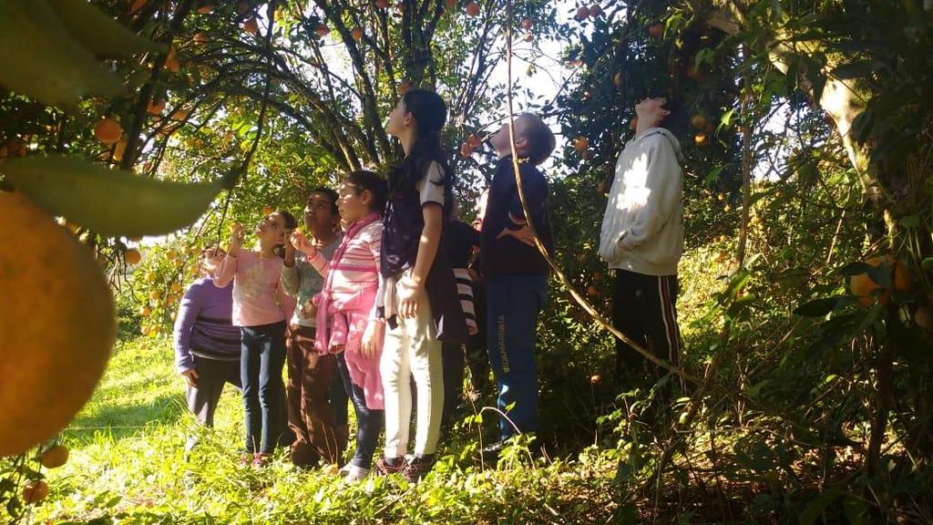 HARMONIE FRÜCHTE: CONHECENDO A AGRICULTURA DOS CÍTRICOS LARANJA, LIMÃO E BERGAMOTA NA CIDADE DE HARMONIA RS Professora