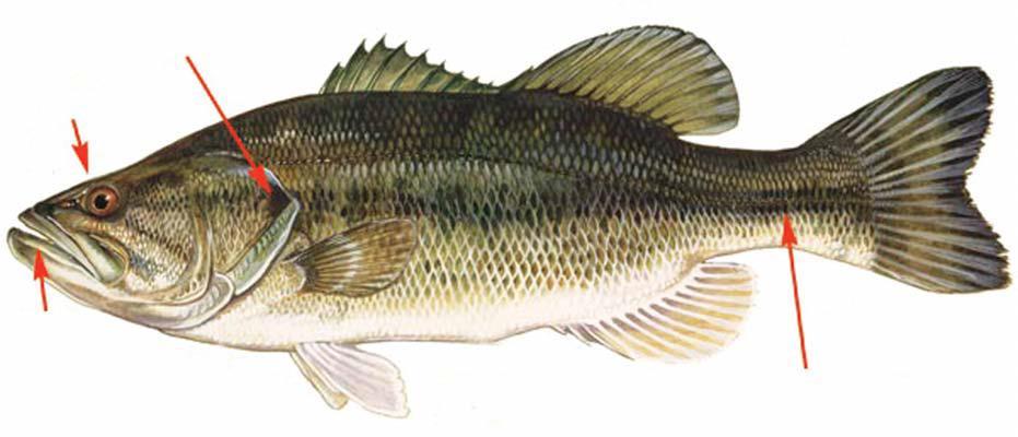 Anatomia externa dos peixes Os peixes são vertebrados aquáticos e, para facilitar a natação, possuem nadadeiras e formas hidrodinâmicas, muco produzido pelas glândulas existentes na pele.